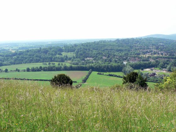 The Surrey