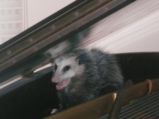 The Baby Grand