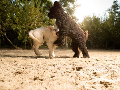 Canis Resort