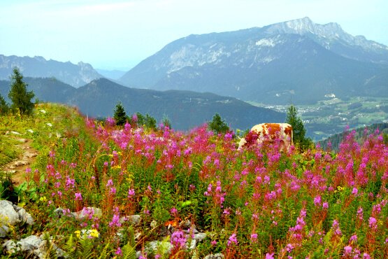 Kührointhütte