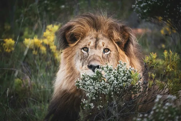 Gondwana Game Reserve