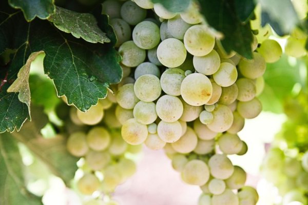 Highberry Vineyards