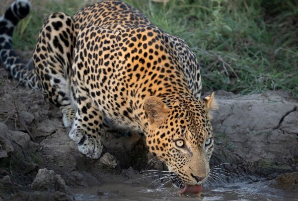 Kapama Private Game Reserve