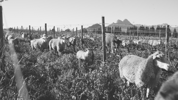 The Kraal Restaurant