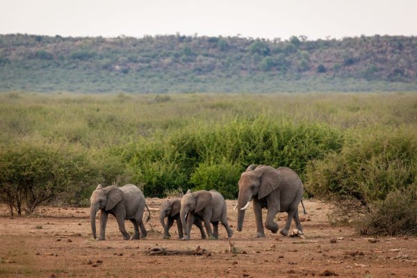 Madikwe Hills Private Game Lodge