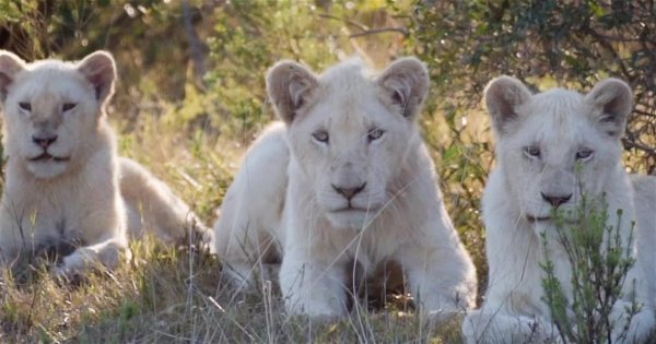 Pumba Private Game Reserve
