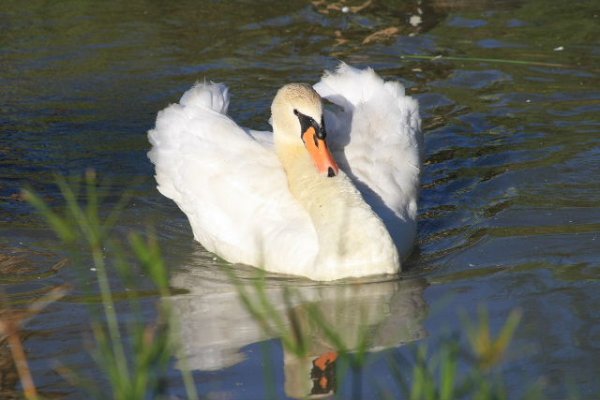 Swan Lake Gardens