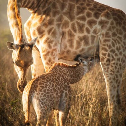 Thali Thali Game Lodge