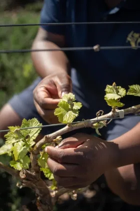 Vergenoegd Löw Wine Estate