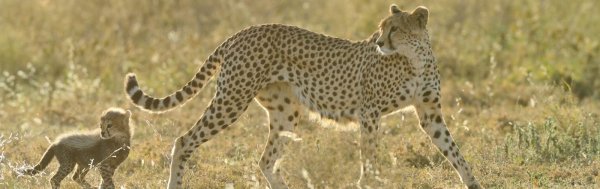 Ndutu Safari Lodge