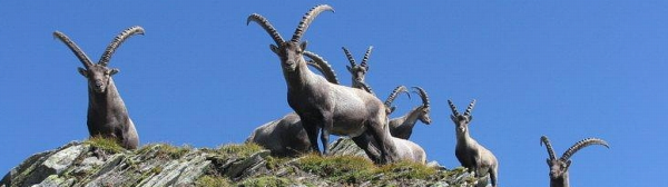 Capanna Cadlimo CAS