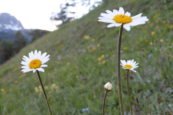 Rifugio Saoseo