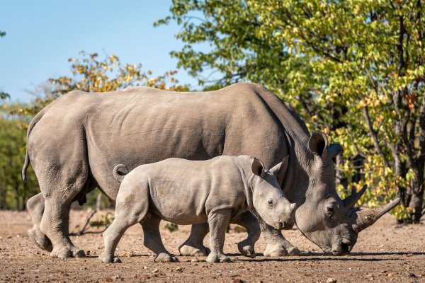 Little Ongava