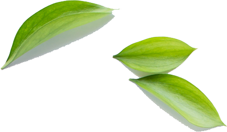 Bayside Florist