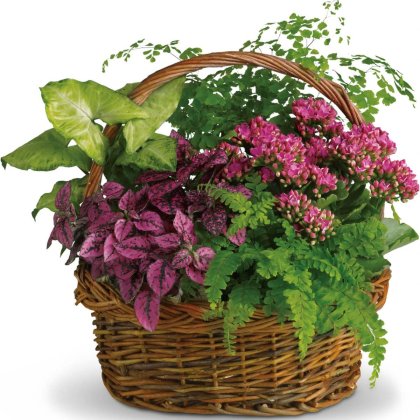 Bloomsburg Floral