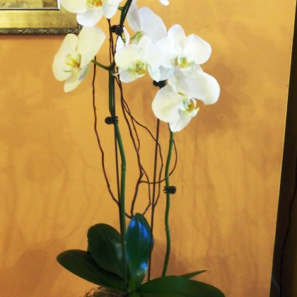 Gifts from the Heart Florist