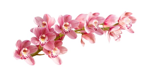 Hybrid Florist