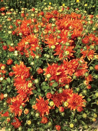Hobson's Choice Greenhouse & More