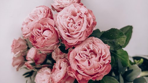 Millennium Blossoms