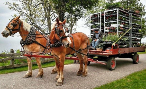 Phil Gernaat & Sons Inc. Greenhouses