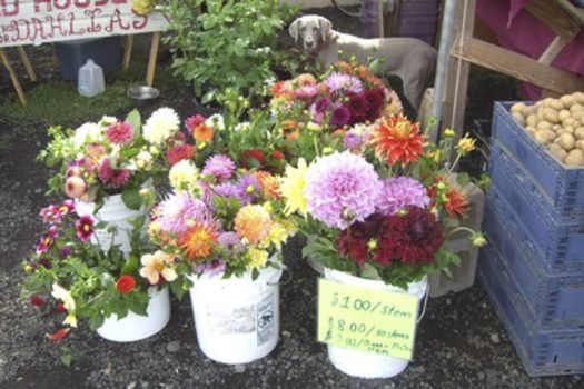 Old House Dahlias