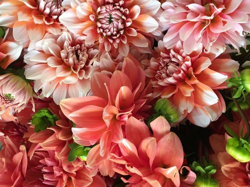 Poppies Flower Shop