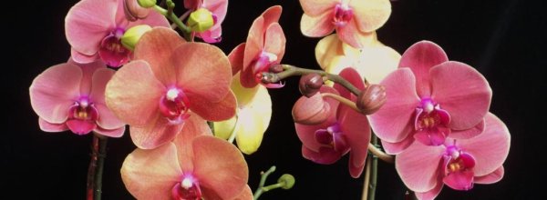 Chadwick & Son Orchids, Inc.