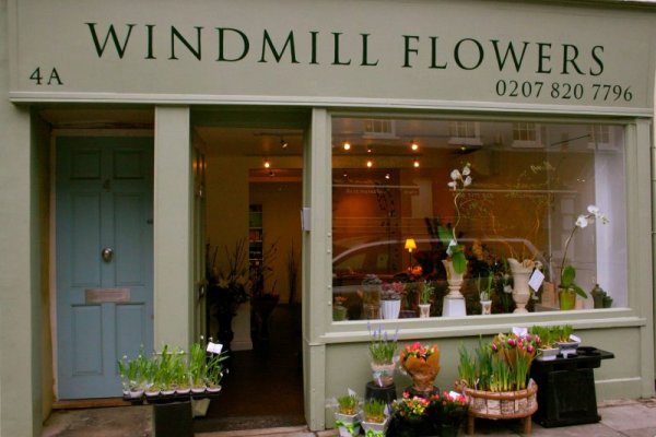 Windmill Flowers